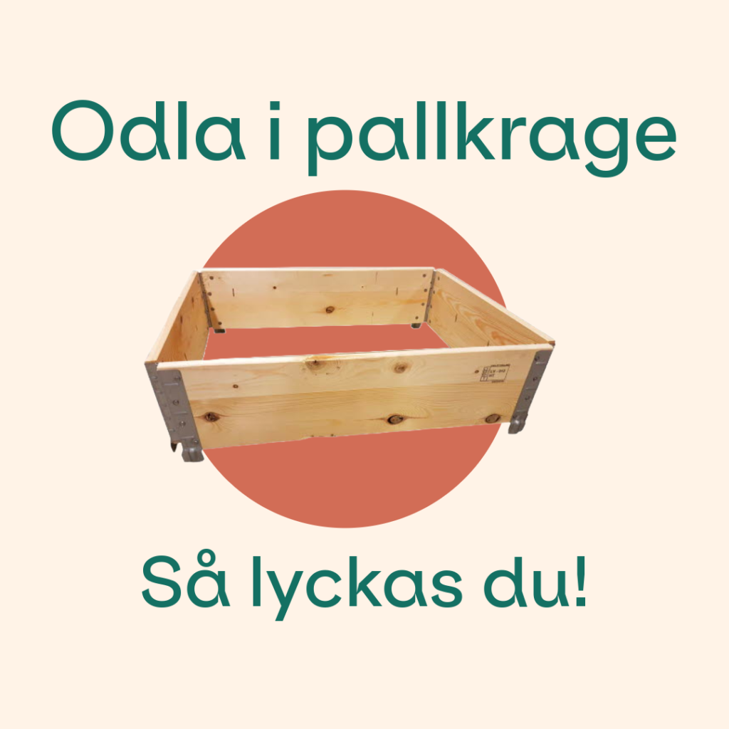 odla i pallkrage