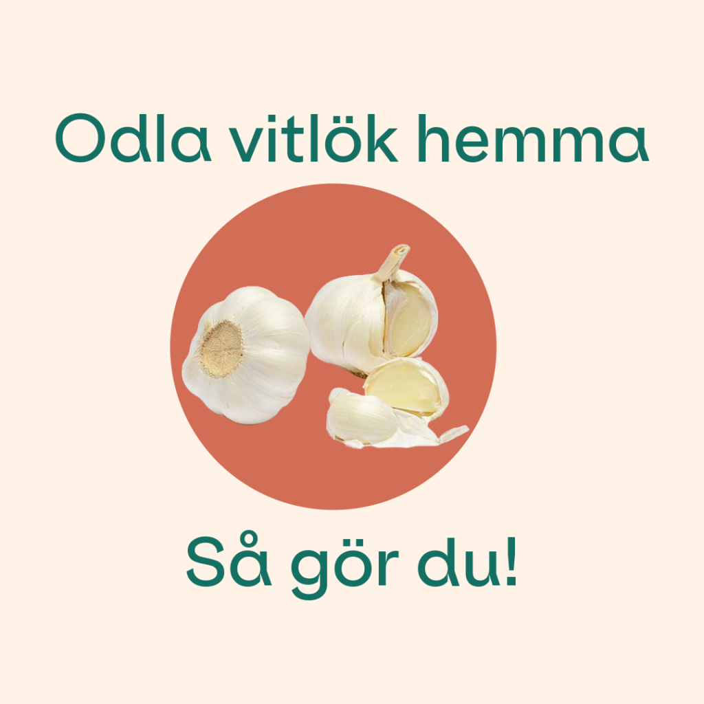 odla vitlök hemma