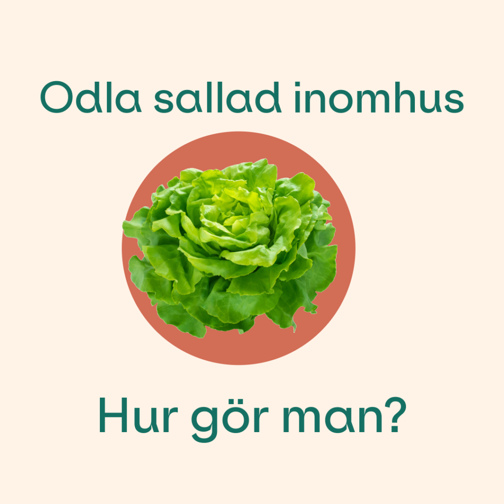 odla sallad inomhus