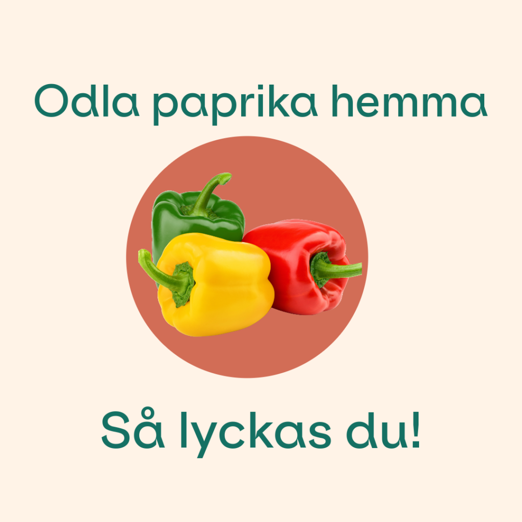 odla paprika