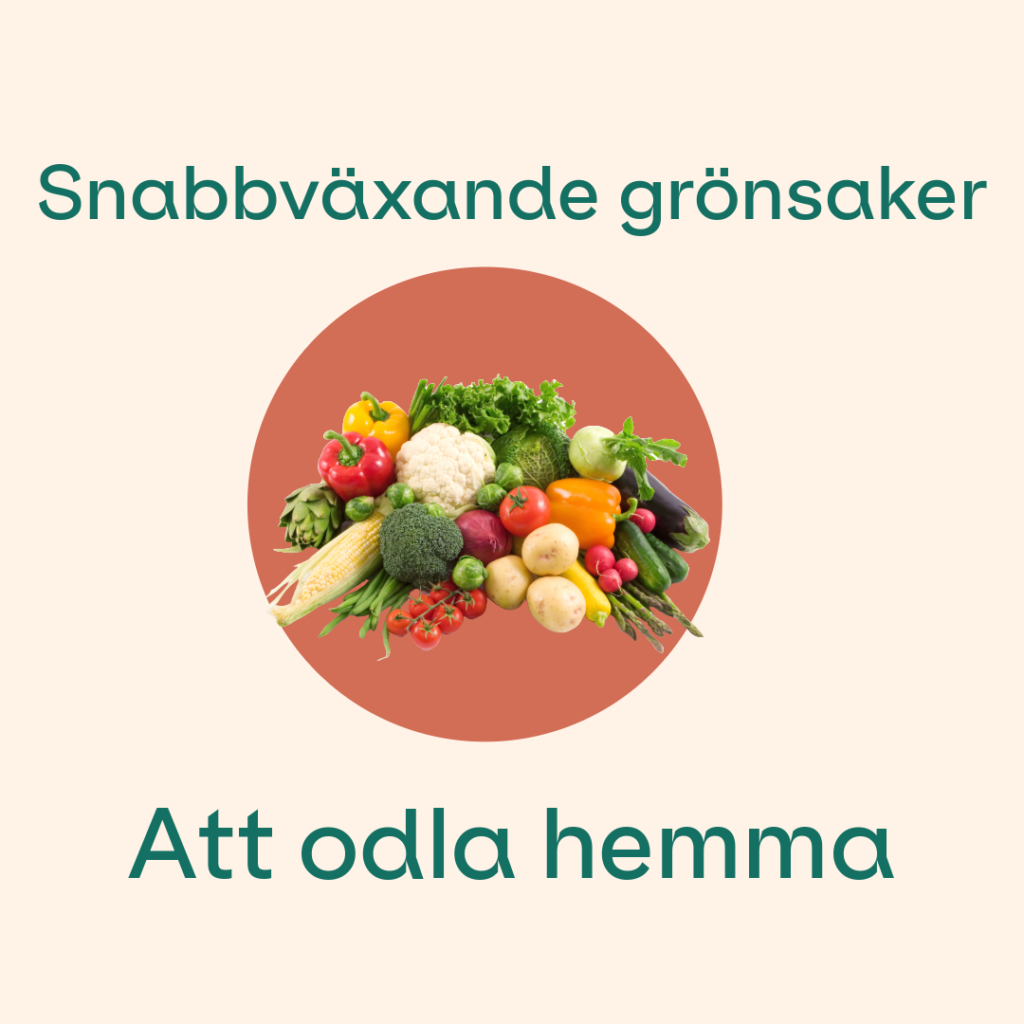 Snabbväxande grönsaker