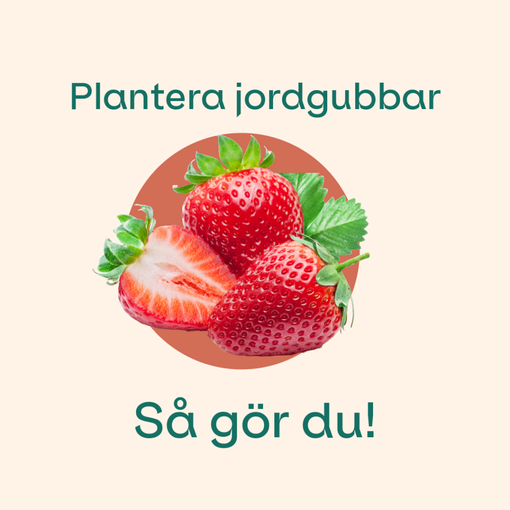 plantera jordgubbar