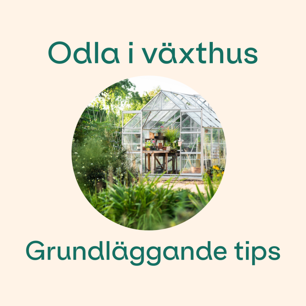 odla i växthus